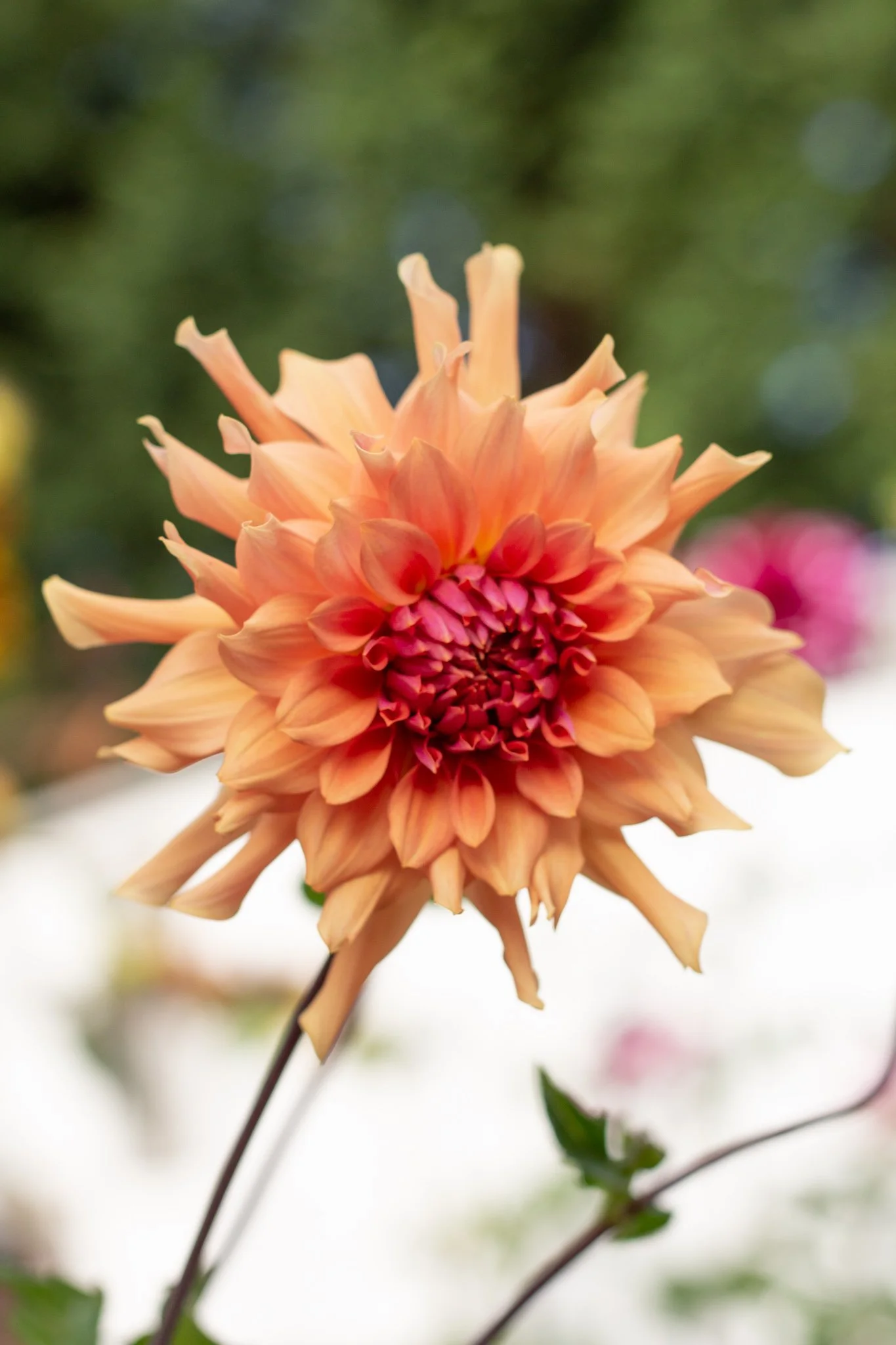 Dahlia : Terracotta — ciderpress lane